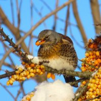 Рябинник и витаминки :: Ольга Митрофанова
