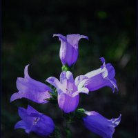 *** :: Александр. AVG100 ---