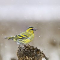 Чиж :: Валерий Черняк