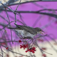 Рябинник на Рябине, где ему ещё быть. :: Вадим Басов