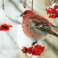 Щур :: Павел 