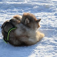 Холодно) :: Митяй Митрич