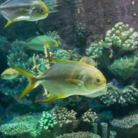 Турция. Аквариум :: Светлана SvetNika17