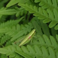 ** :: Зоя Мишина