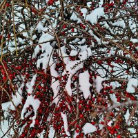 Зимушка-зима! :: Надежда 