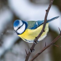 Лазоревка :: Viktor Makarov