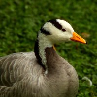 Про птичку :: Юрий. Шмаков