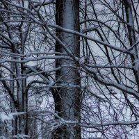 Дерево занесло снегом :: fogmeadowww m