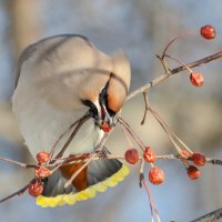 Свиристель :: Виктор Иванович Чернюк