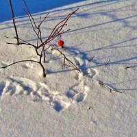 Зима...Зверьку не вкусу! :: Владимир 