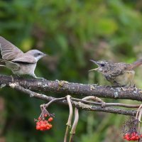 Конфликт :: Михаил Белоусов