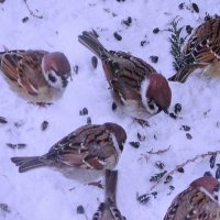 Проголодались :: Людмила Смородинская