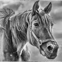 Таки - Да :: Олег Загорулько