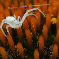 из серии " Макро мир вокруг нас..." :: Николай Саржанов