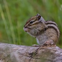 Бурундук :: Игорь Шабалин
