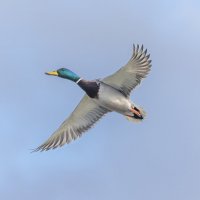 утка в полете :: юрий макаров