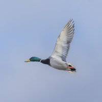 утка в полете :: юрий макаров