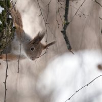 *** :: Владимир Безбородов
