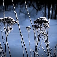 пижма :: Артём 