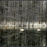 *** :: Aleksandr Gal