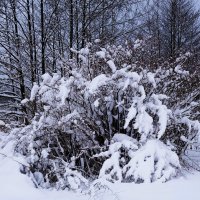 Зимние этюды :: Рита Симонова