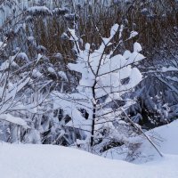 Зимние этюды :: Рита Симонова