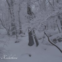 Природа Крыма :: Amazing Cosmea