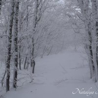 Природа Крыма :: Amazing Cosmea
