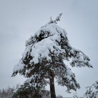 Красивая сосна зимой :: Александр Синдерёв