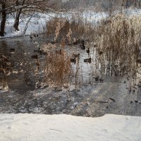 Утки на зимнем озере :: Александр Синдерёв