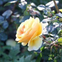 КРЫМСКАЯ КРАСАВИЦА :: Елена Даньшина