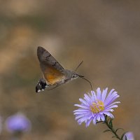 Бражник. :: Александр. AVG100 ---