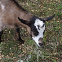 Козлёночек :: Freddy 97