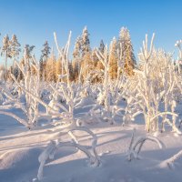 Зима :: Владимир Колесников