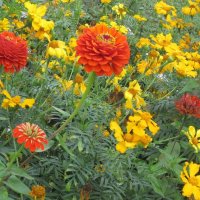 Циннии прекрасные :: Дмитрий Никитин