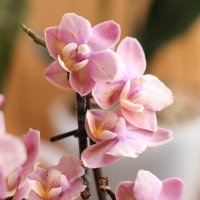 Моя коллекция орхидей :: Irene Irene