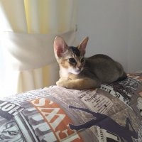 Абиссинец :: ЕЛЕНА СУХОРУЧЕКОВА 