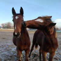 Забота друг о друге :: ЕЛЕНА СУХОРУЧЕКОВА 