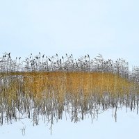 Зимний сон :: Hope 