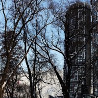 Стремление в верх. :: Василий Палий Стремление в верх. :: Василий Палий