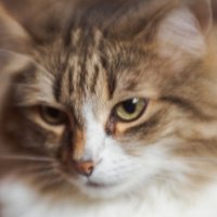 Думы. :: Николай 