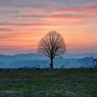 alone tree :: Elena Wymann