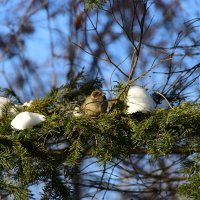 Птичка. :: Наталья Вязигина