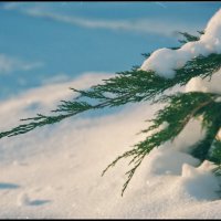 С сегодняшней прогулки... :: Руслан 