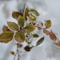 Покрылась колким инеем листва... :: Надежда Куркина 