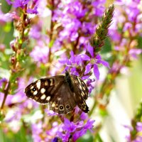 опять про бабочек...332 :: Александр Прокудин