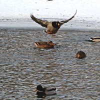Освободите полосу!...)) :: Александр Герасенков