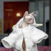 ... :: Светлана Ищенко