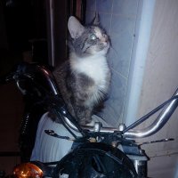 Соня :: Сергей Кочнев