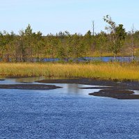 Водоёмы Сургутского района (серия) :: Любовь Сахарова